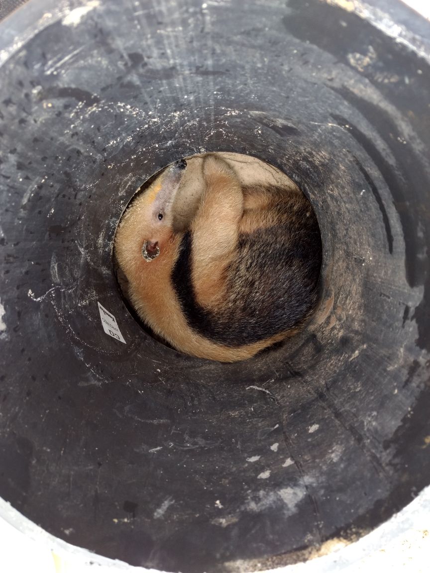 Fêmea de tamanduá-mirim é resgatada por técnicos da Adema