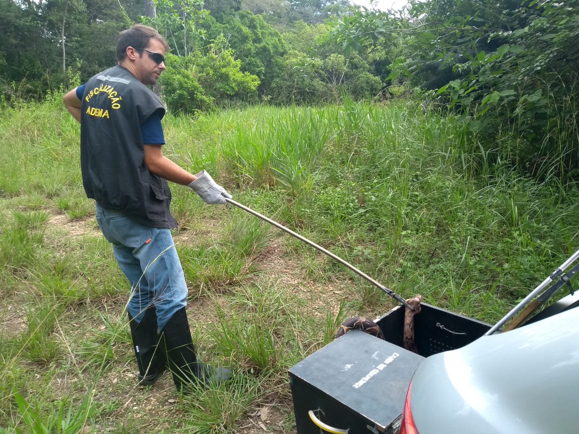 Jiboia é resgatada pela equipe técnica da Adema