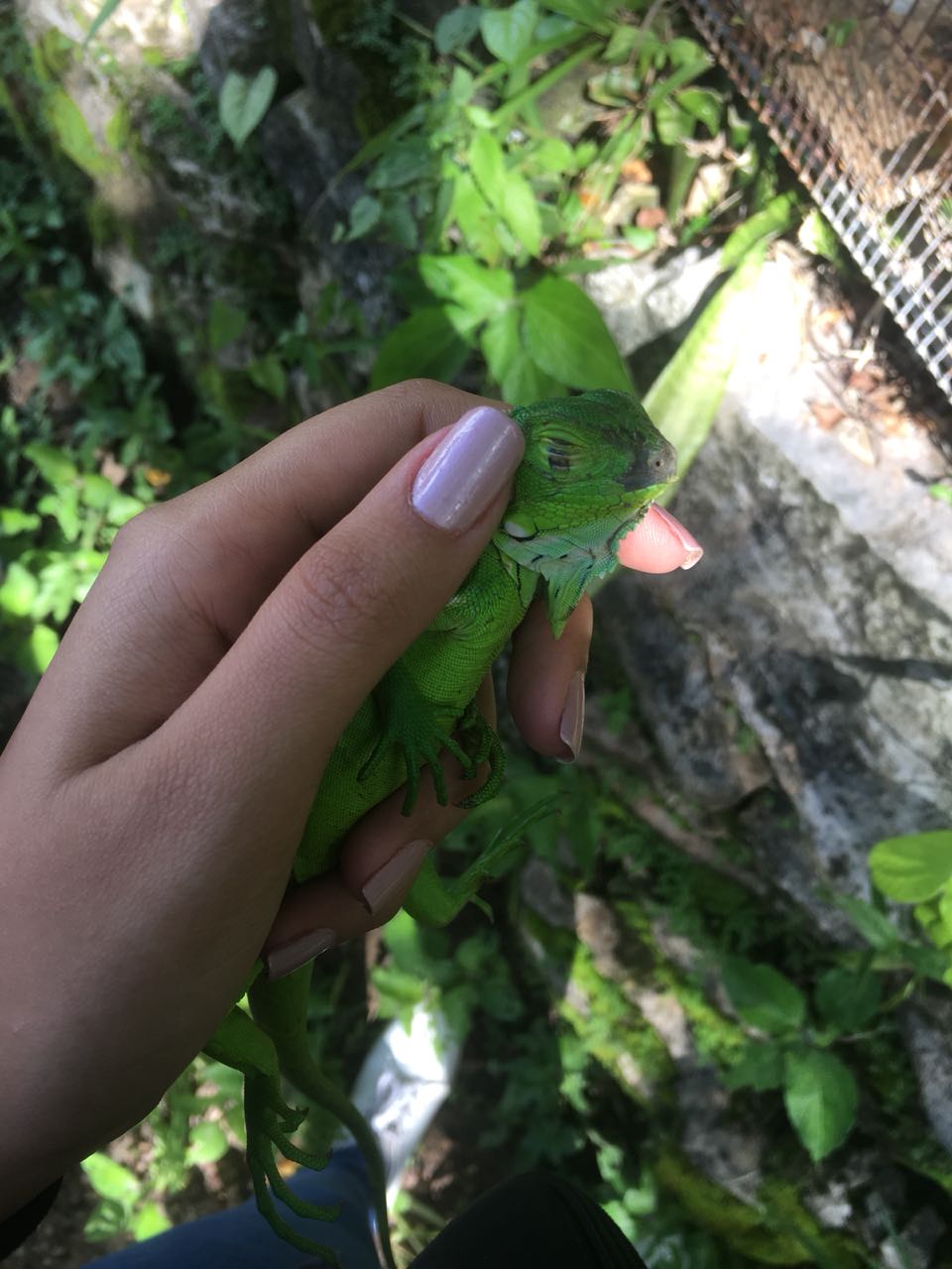Filhote de iguana é resgatado na Zona Sul da capital