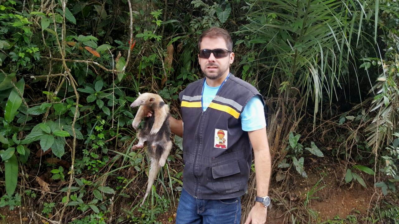 Tamanduá-mirim é resgatado em Laranjeiras