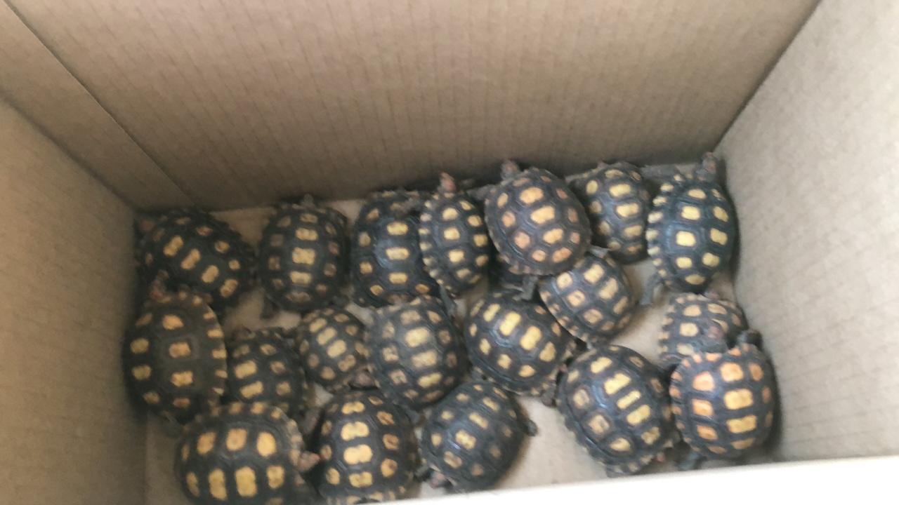 Adema já devolveu mais de 560 animais silvestres à natureza neste ano