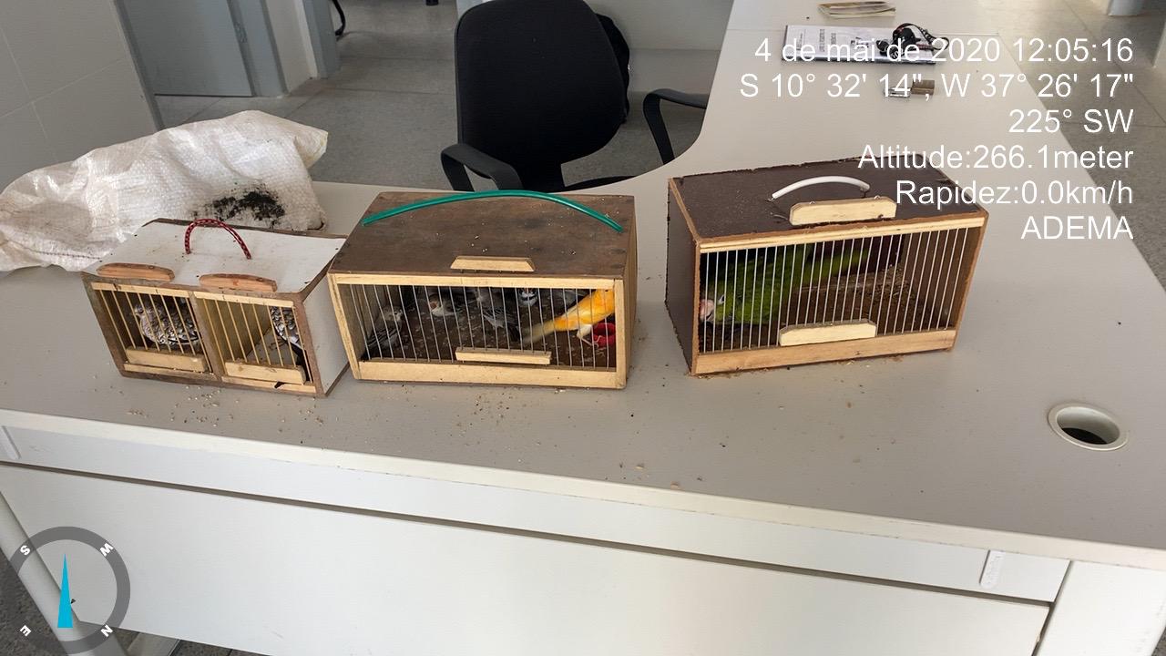 Adema resgata 15 aves no município de Ribeirópolis