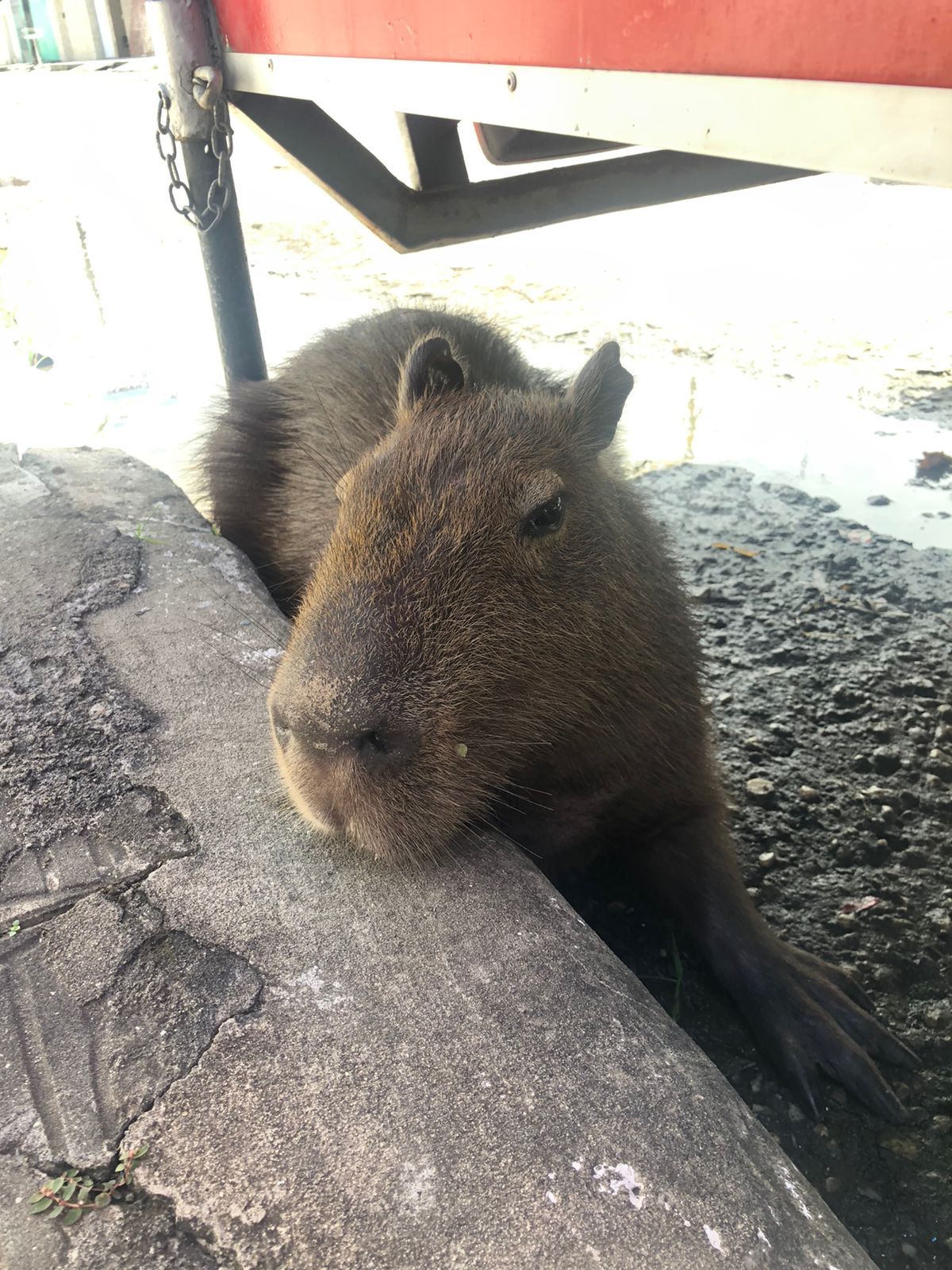 Capivara é resgatada pela Adema na Zona Sul de Aracaju