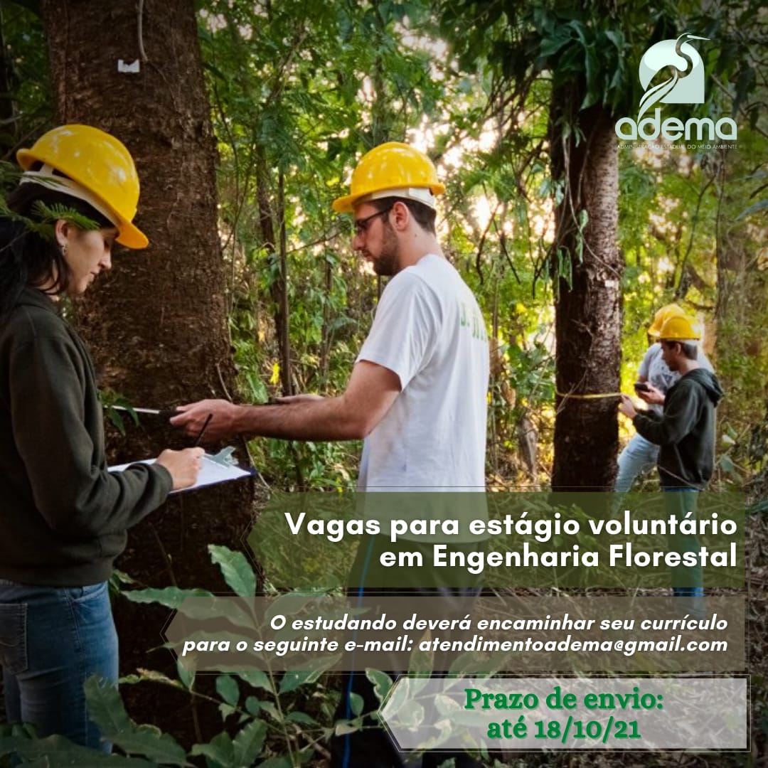 Vagas para estágio voluntário em Engenharia Florestal
