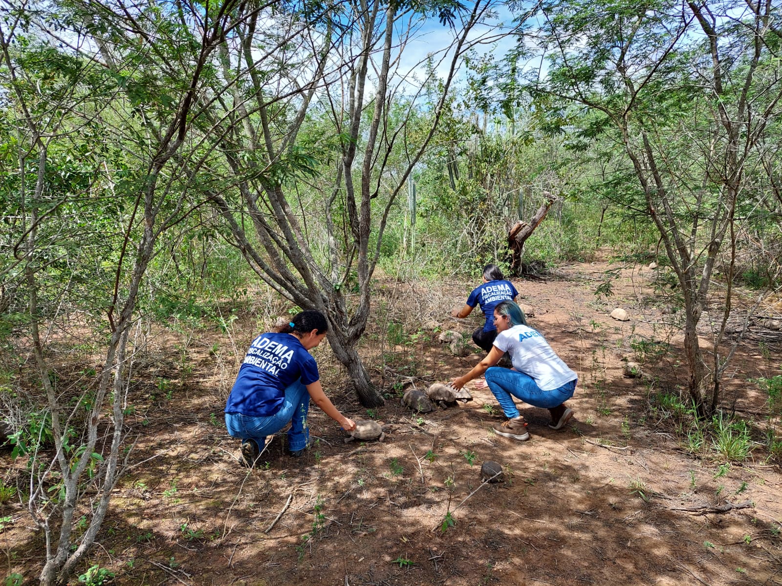 Adema realiza soltura de 91 animais silvestres em área de Caatinga