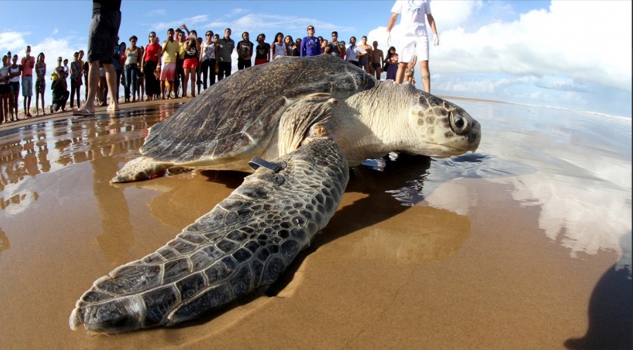 Adema e ICMBio planejam ações de combate à fotopoluição em áreas de desova