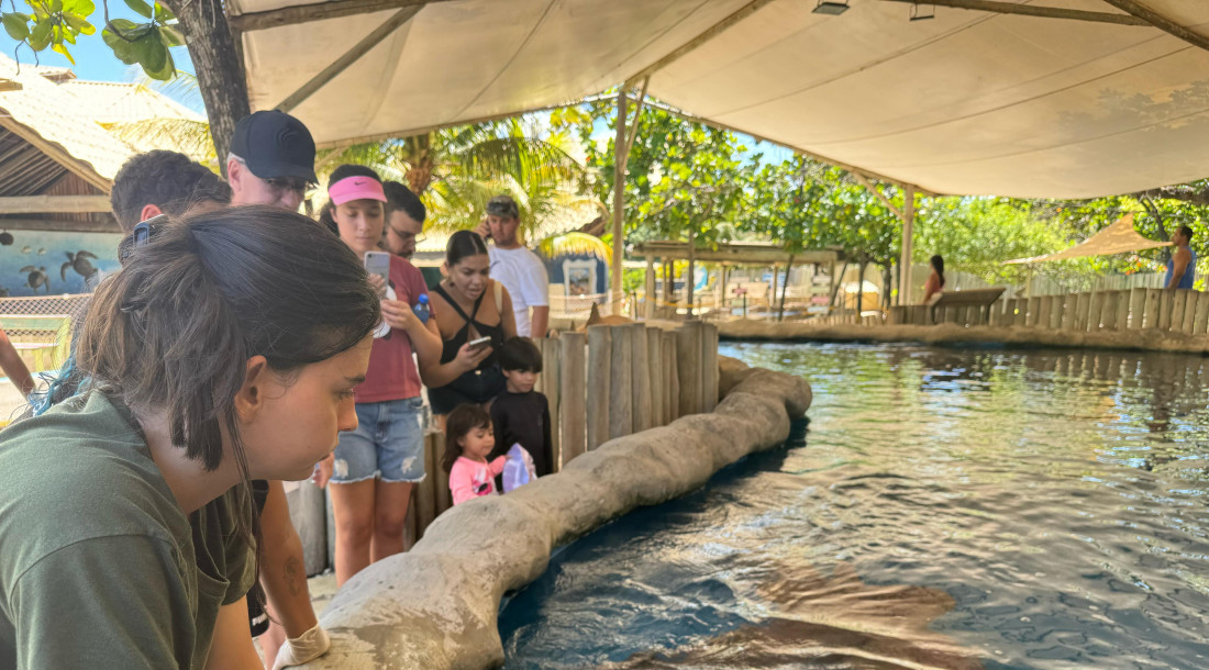 Adema renova autorização de manejo do Projeto Tamar